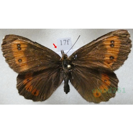 Erebia euryale (Esper, 1805) male Górówka euriala Poland17f